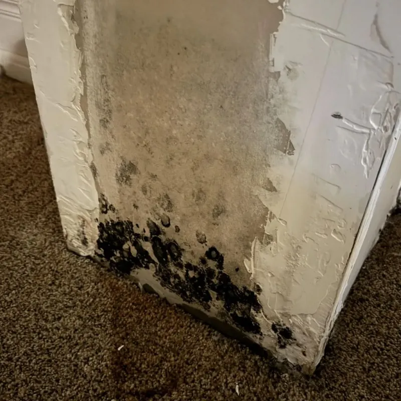 Professional Mold Removal in Enigma, GA